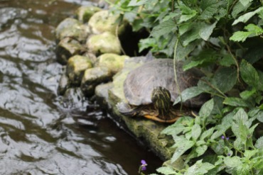 One of the turtles who lives in the indoor pond.