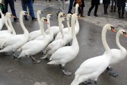 21 Swans waddling down the road.