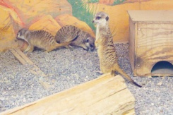 Riverview-Park-Zoo-meerkats-Lets-Discover-ON